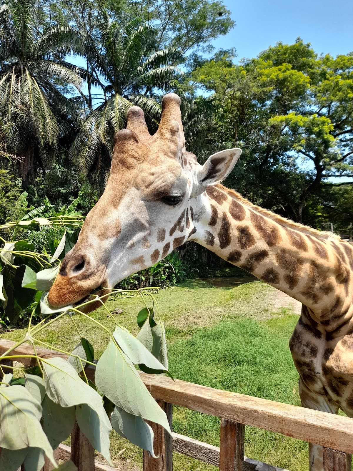 Auto Safari Chapín Guatemala - Image 1