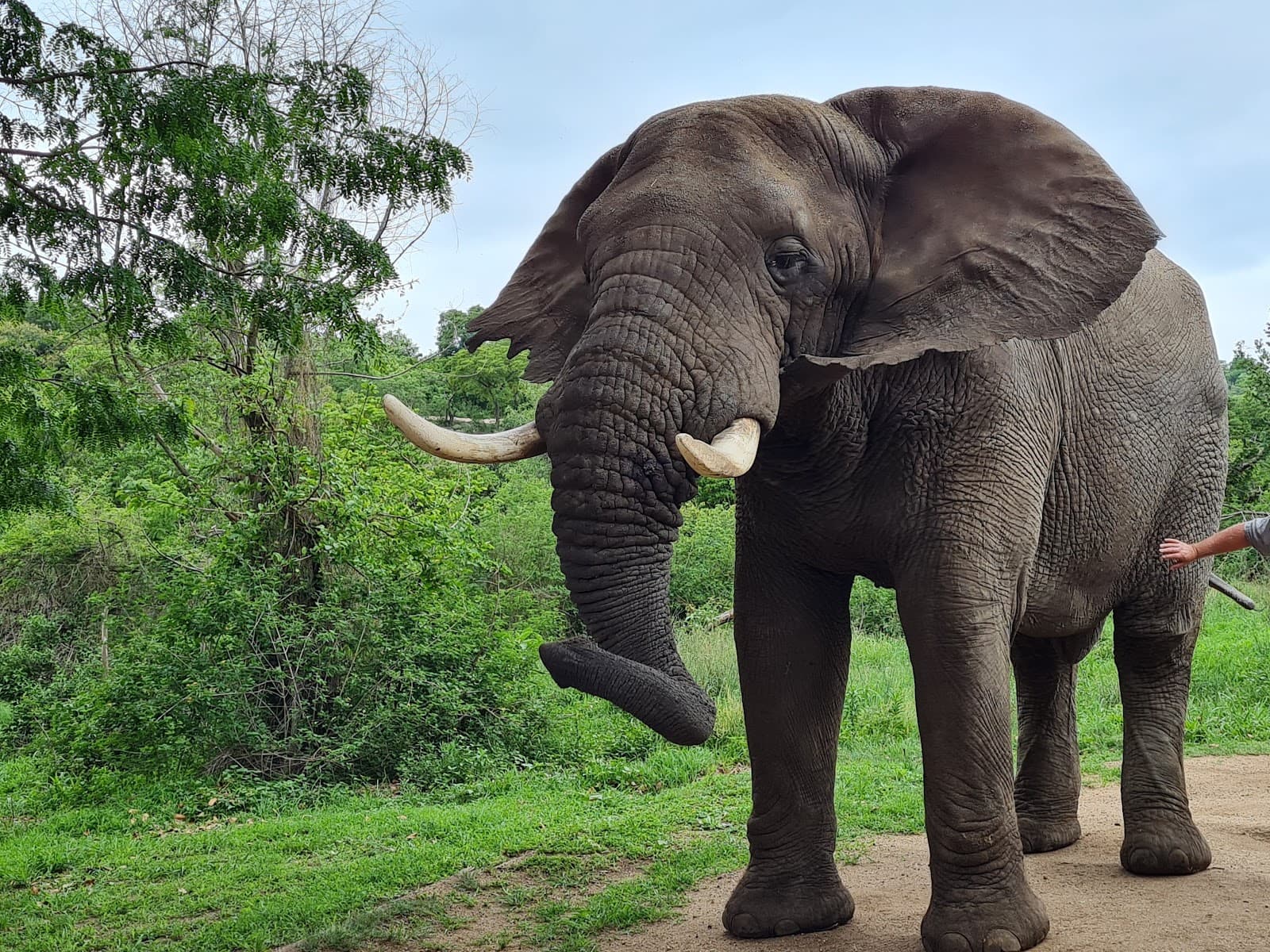 Elephant Sanctuary Hazyview - Image 1