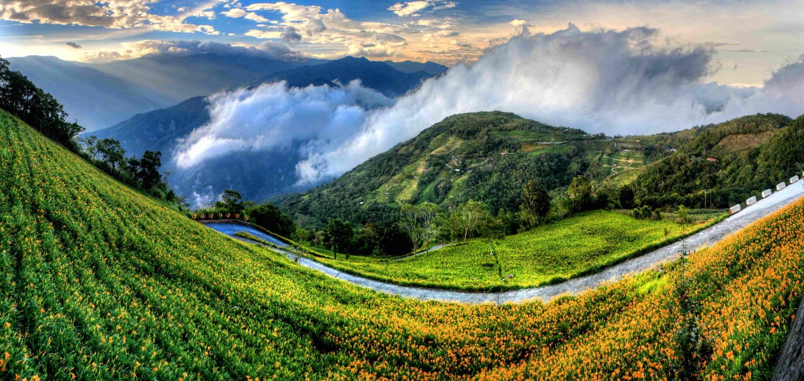 Taimali Daylily Mountain - Image 1