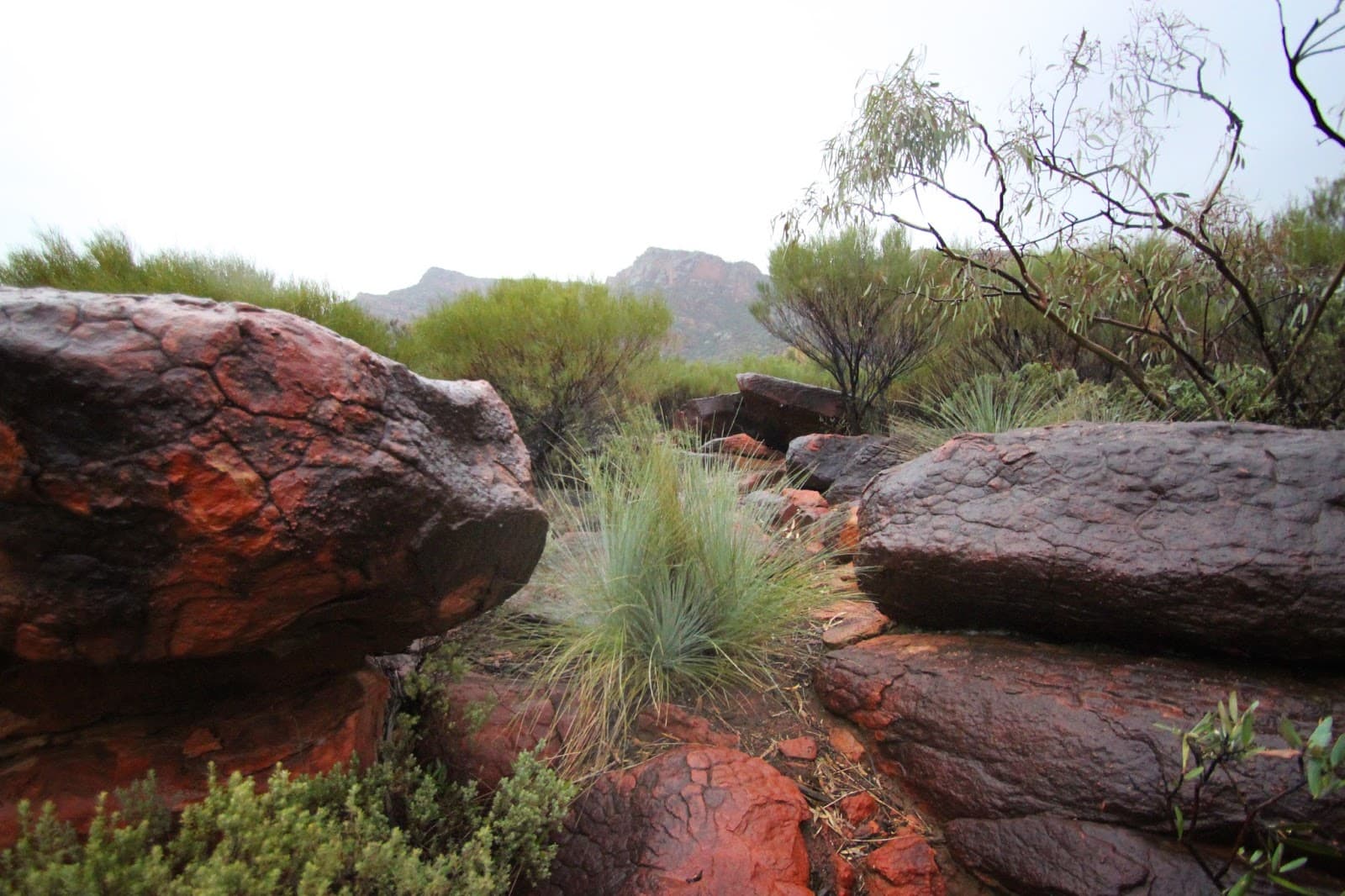 Ikara-Flinders Ranges National Park - Image 1