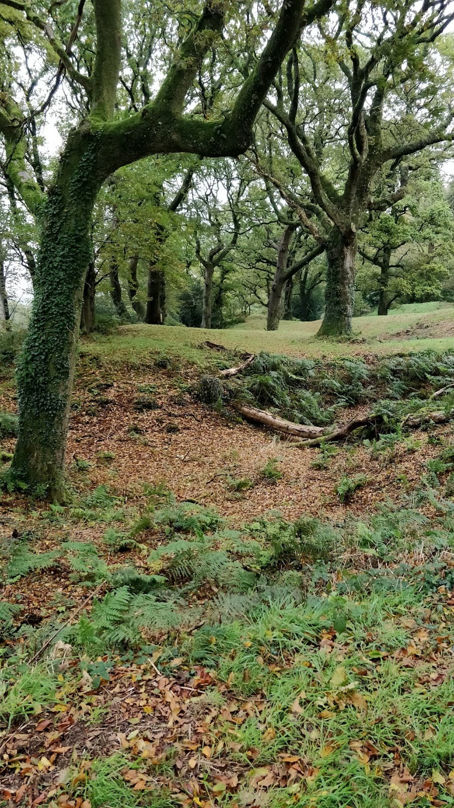 Castle Neroche - Image 1