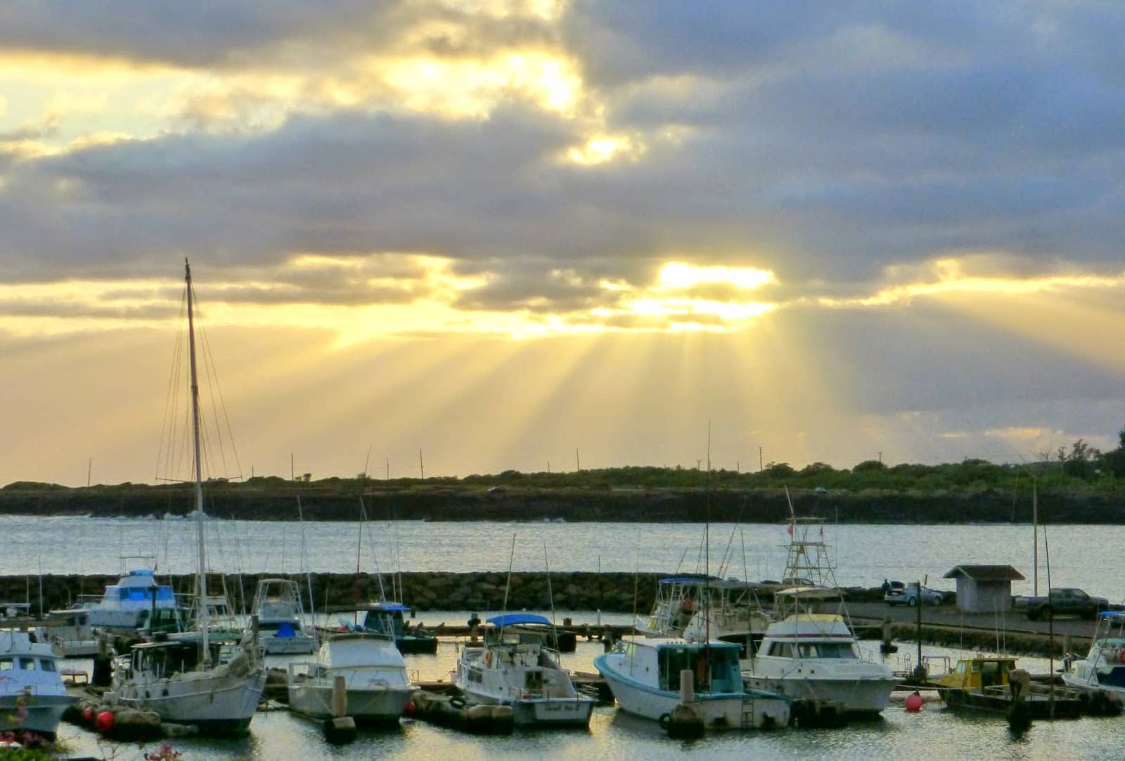 Green Sea Turtle Sightings