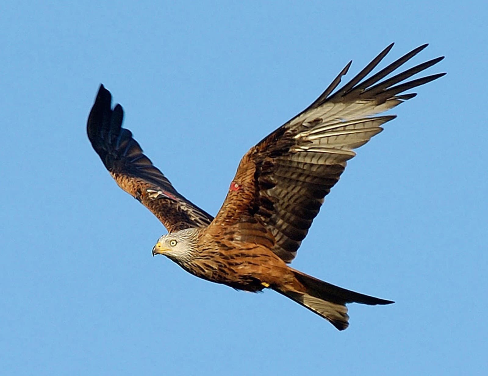 Argaty Red Kites - Image 1