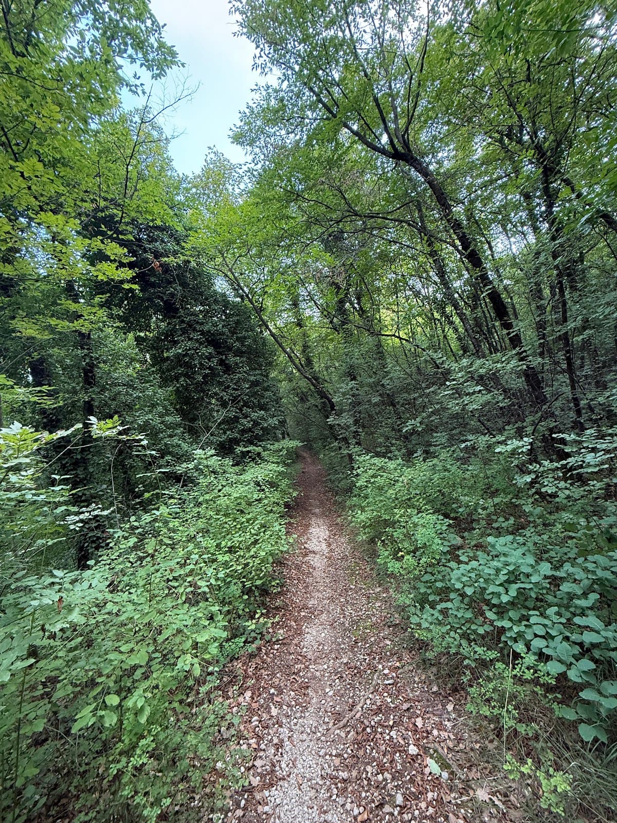 Crero Rock Engravings - Image 1