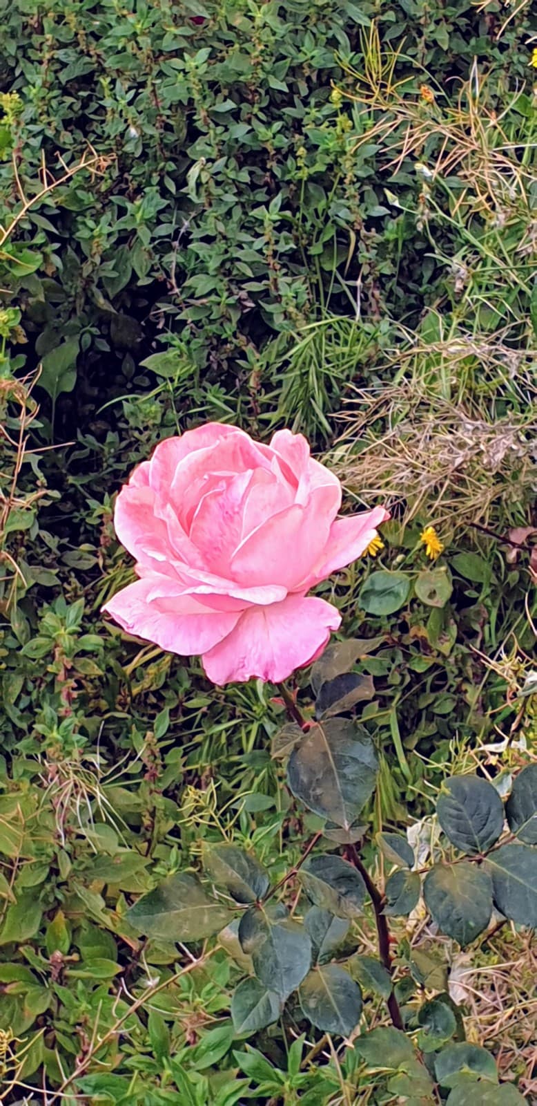 La Costera de la Mar - Image 1