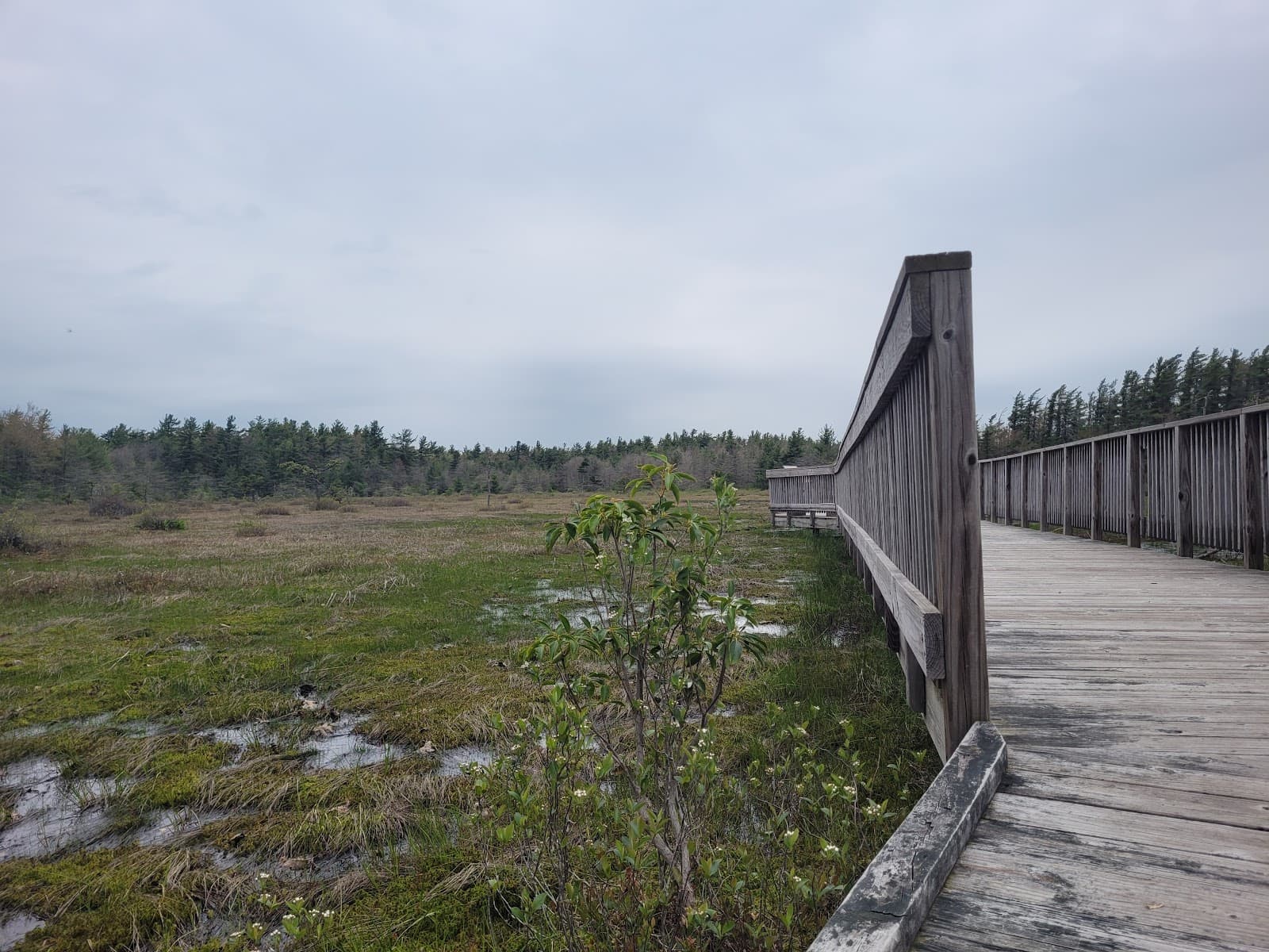 Spruce Flats Bog - Image 1