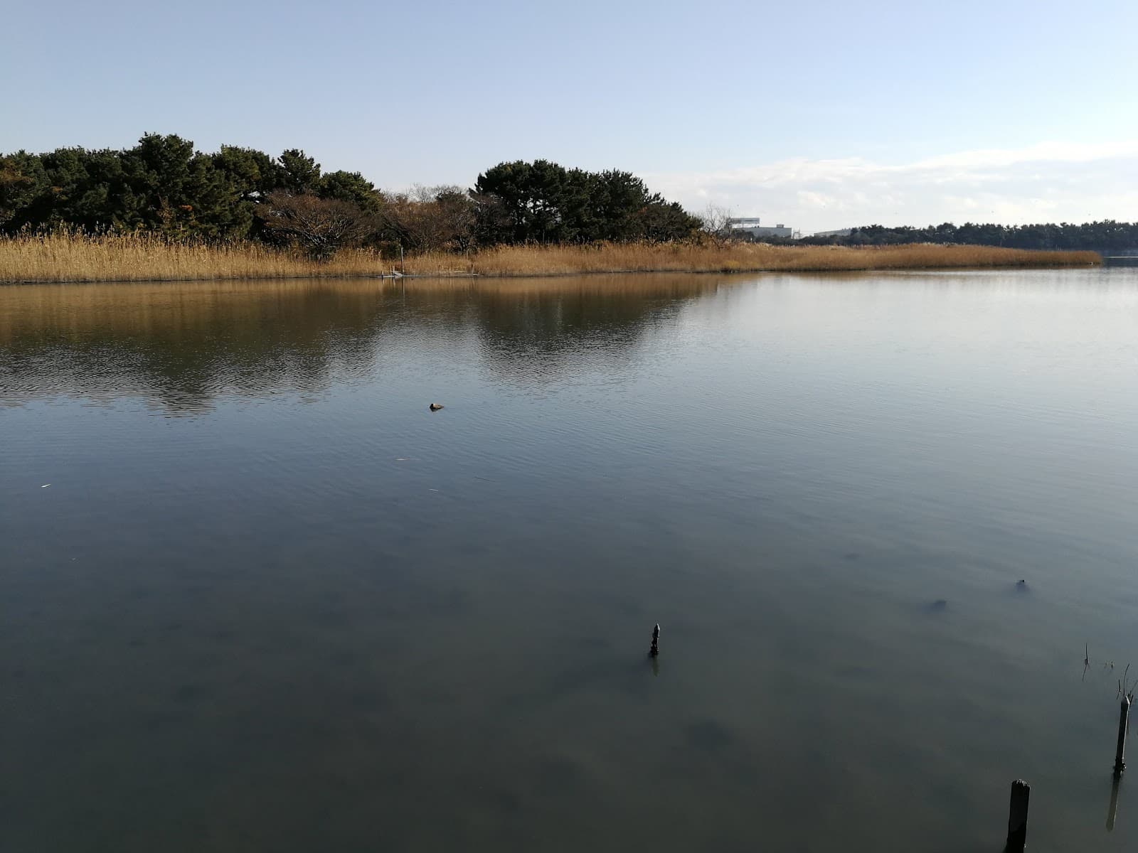 Gyotoku Bird Observatory and Wetland - Image 1