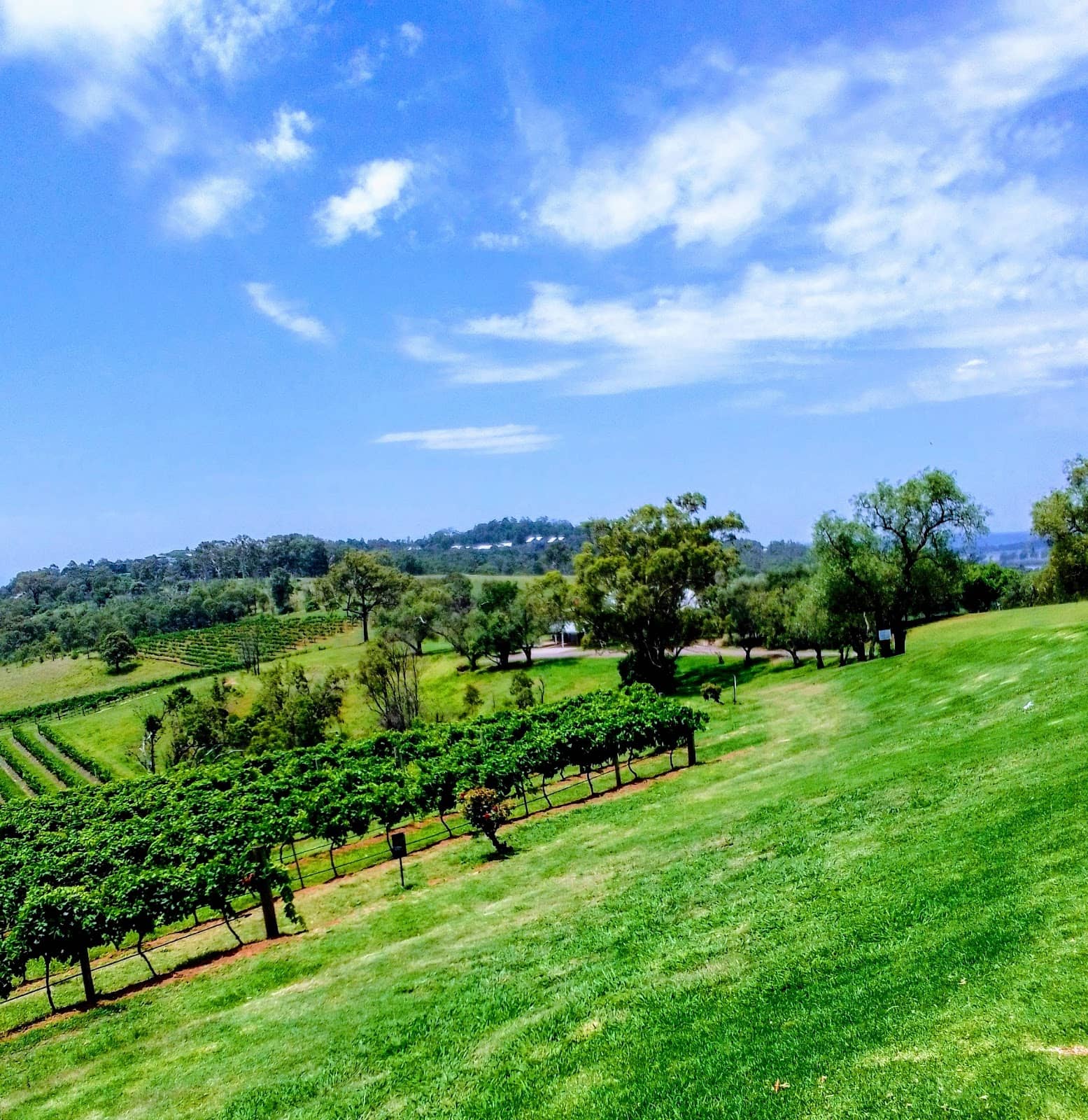 Scenic Vineyard Landscapes
