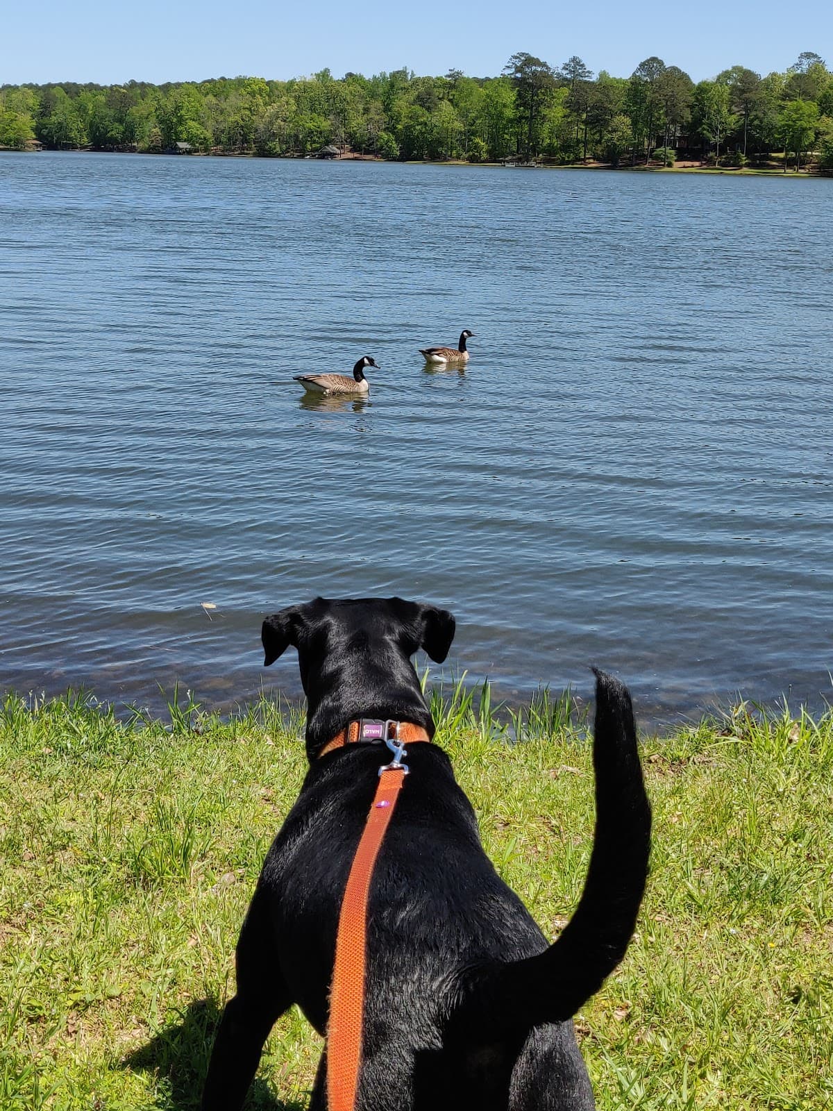 Downtown Pine Mountain - Image 1