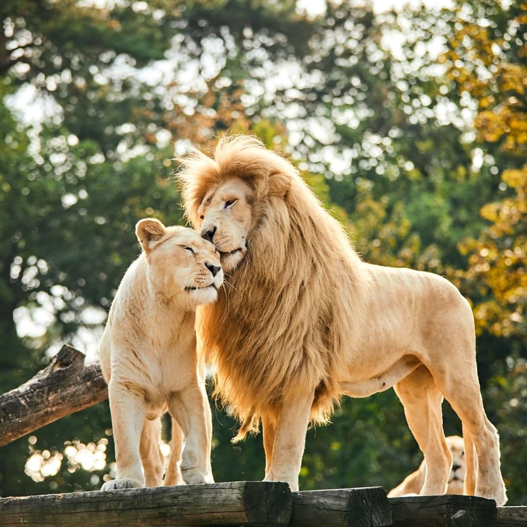 Safari Park Stukenbrock - Image 1