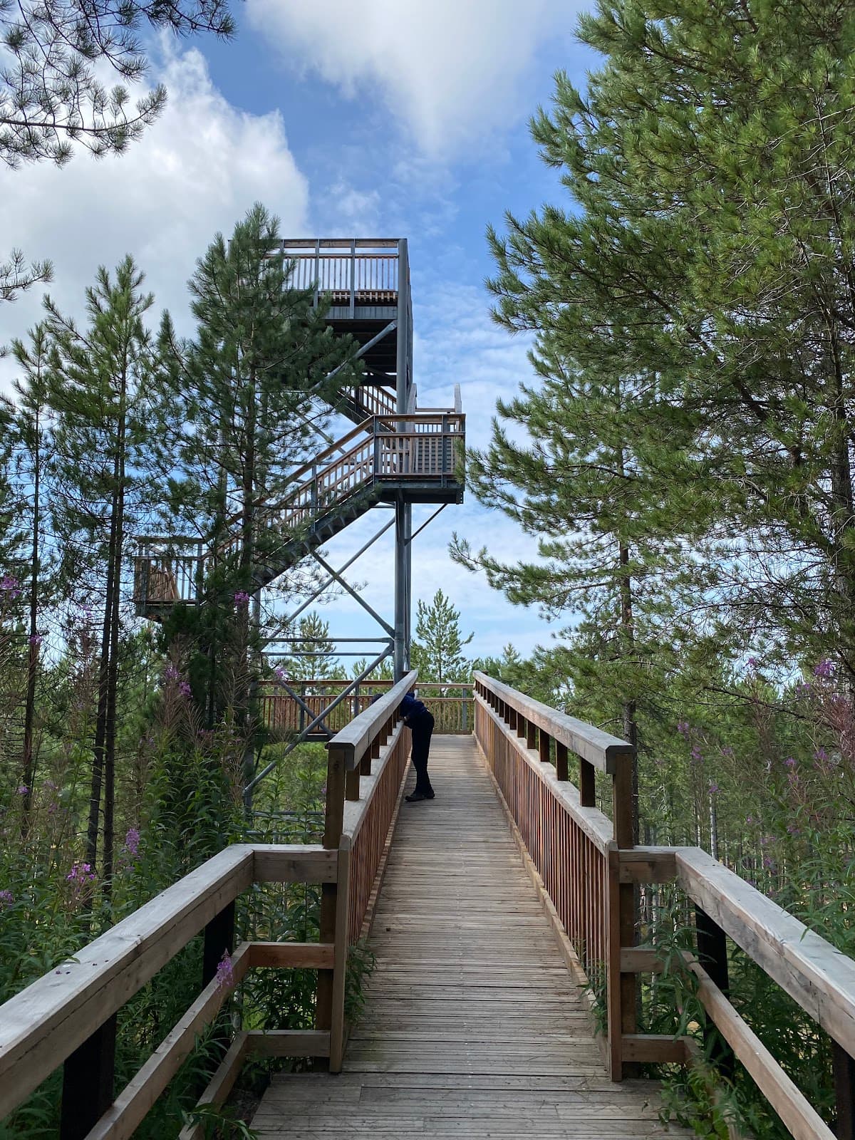 Culbin Forest (Hill 99 Tower) - Image 1