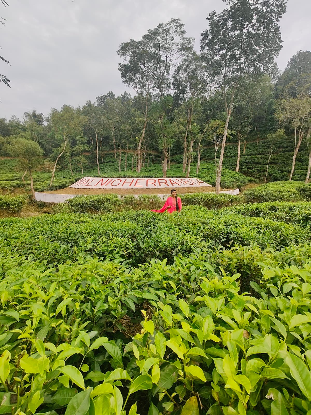 Malnicherra Tea Estate - Image 1
