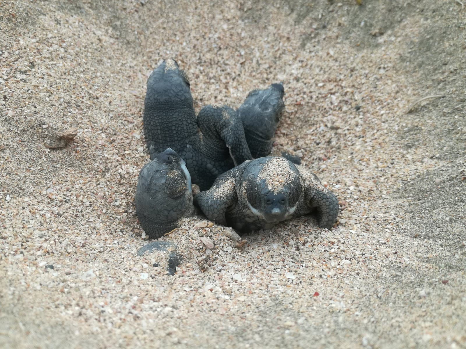 Playa Ventanas Las Baulas - Image 1