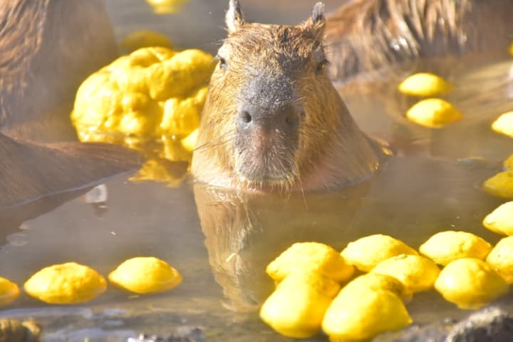Izu Shaboten Zoo - Image 1