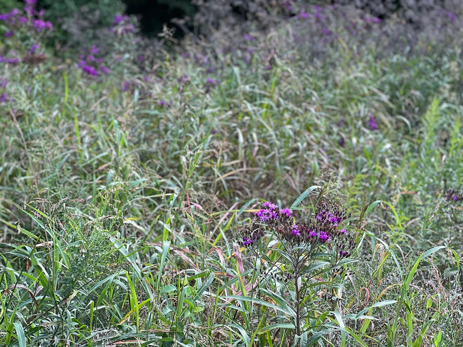 Hinkson Creek Trail - Image 1