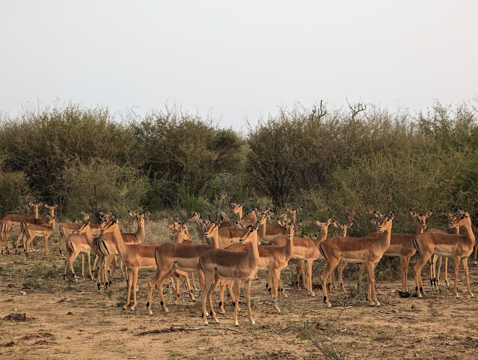 Madikwe Game Reserve - Image 1