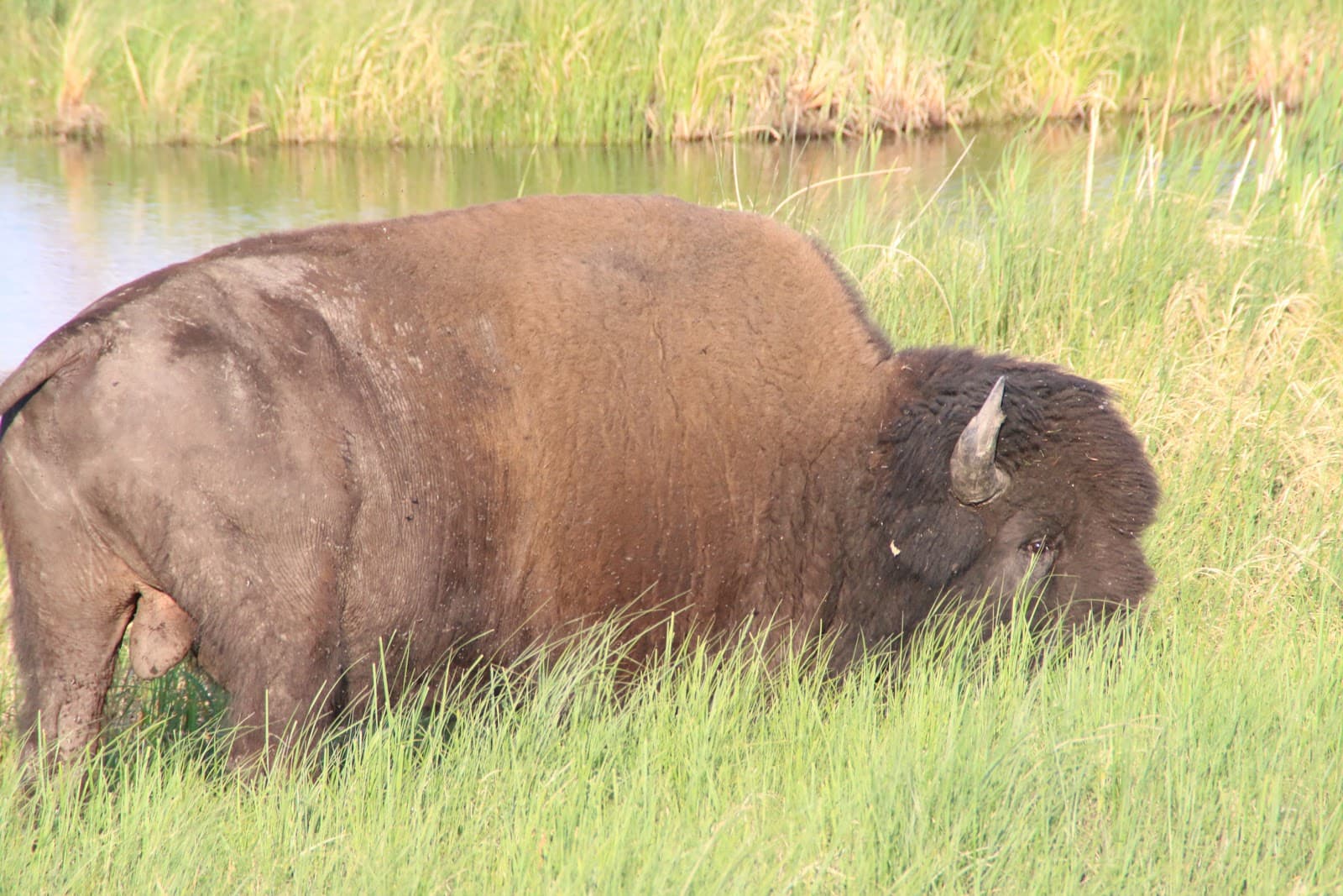 Mackenzie Bison Sanctuary - Image 1