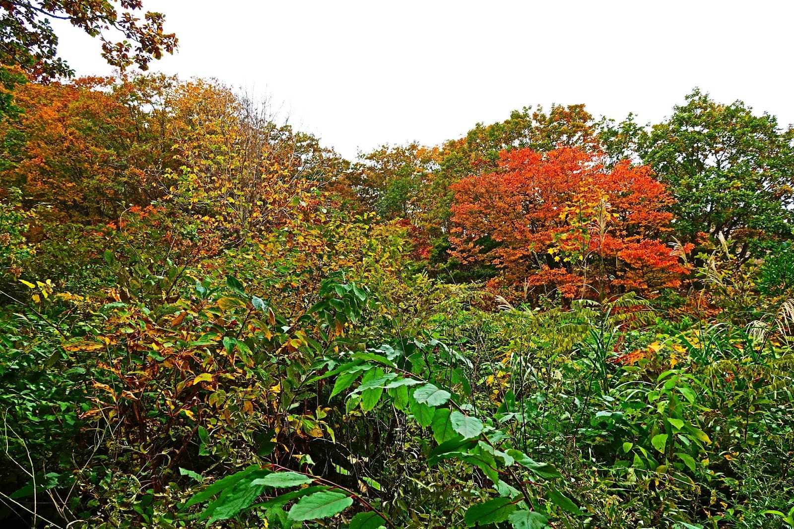 Osado Skyline Sado Island - Image 1