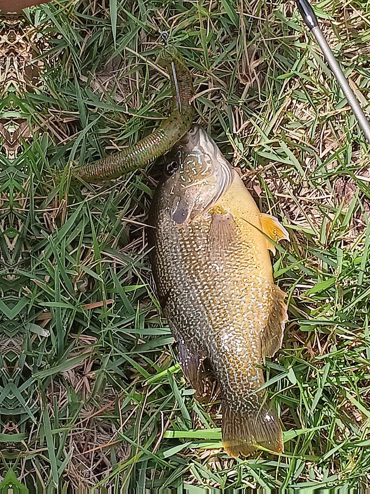 Shiloh Square - Image 1