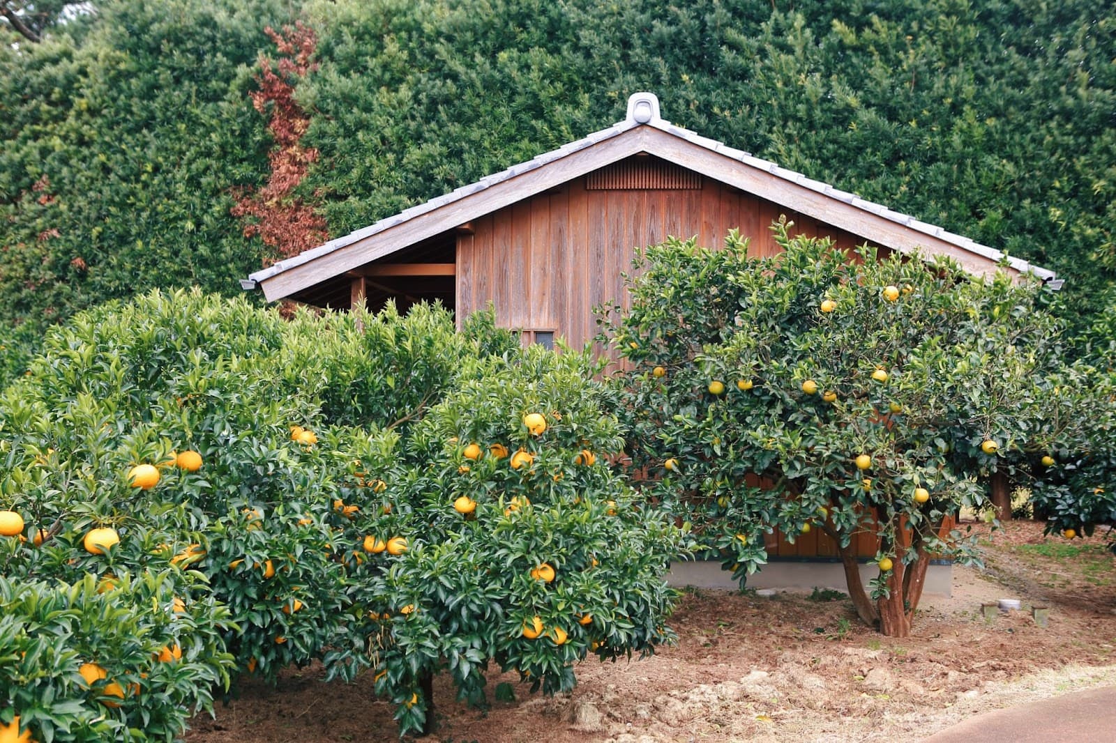 Natsumikan Lane - Image 1