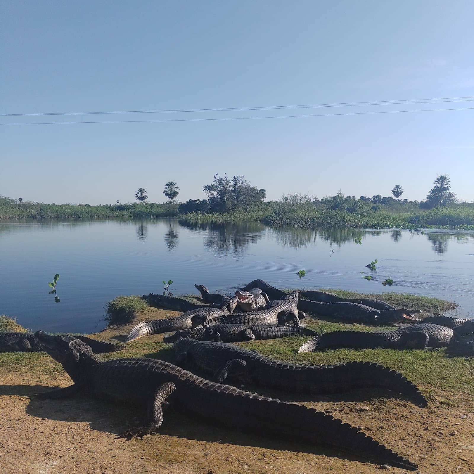 Caiman and Anaconda Sightings