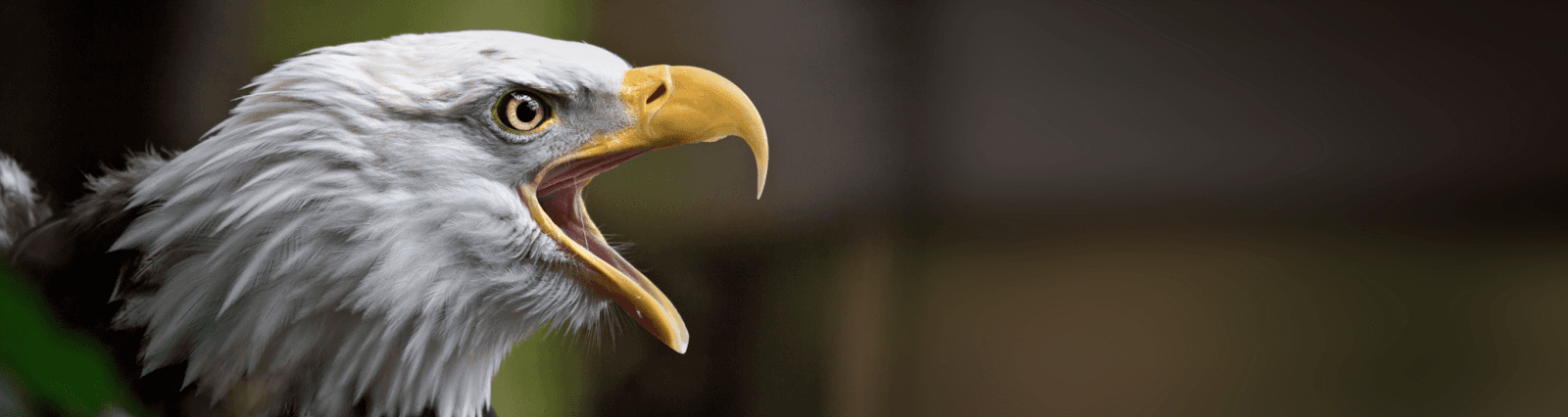 Blizzard the White Raven