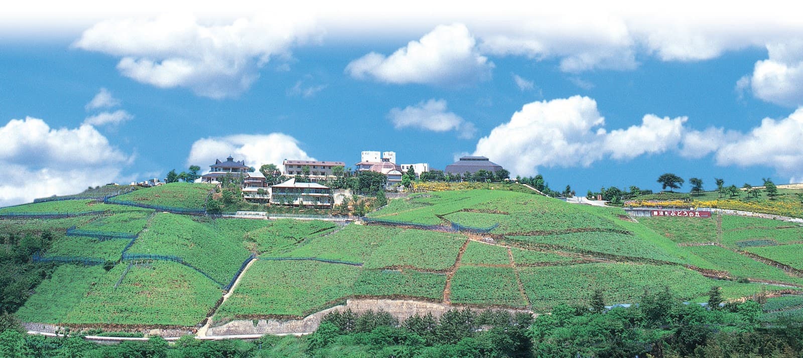 Katsunuma Budo-no-Oka - Image 1