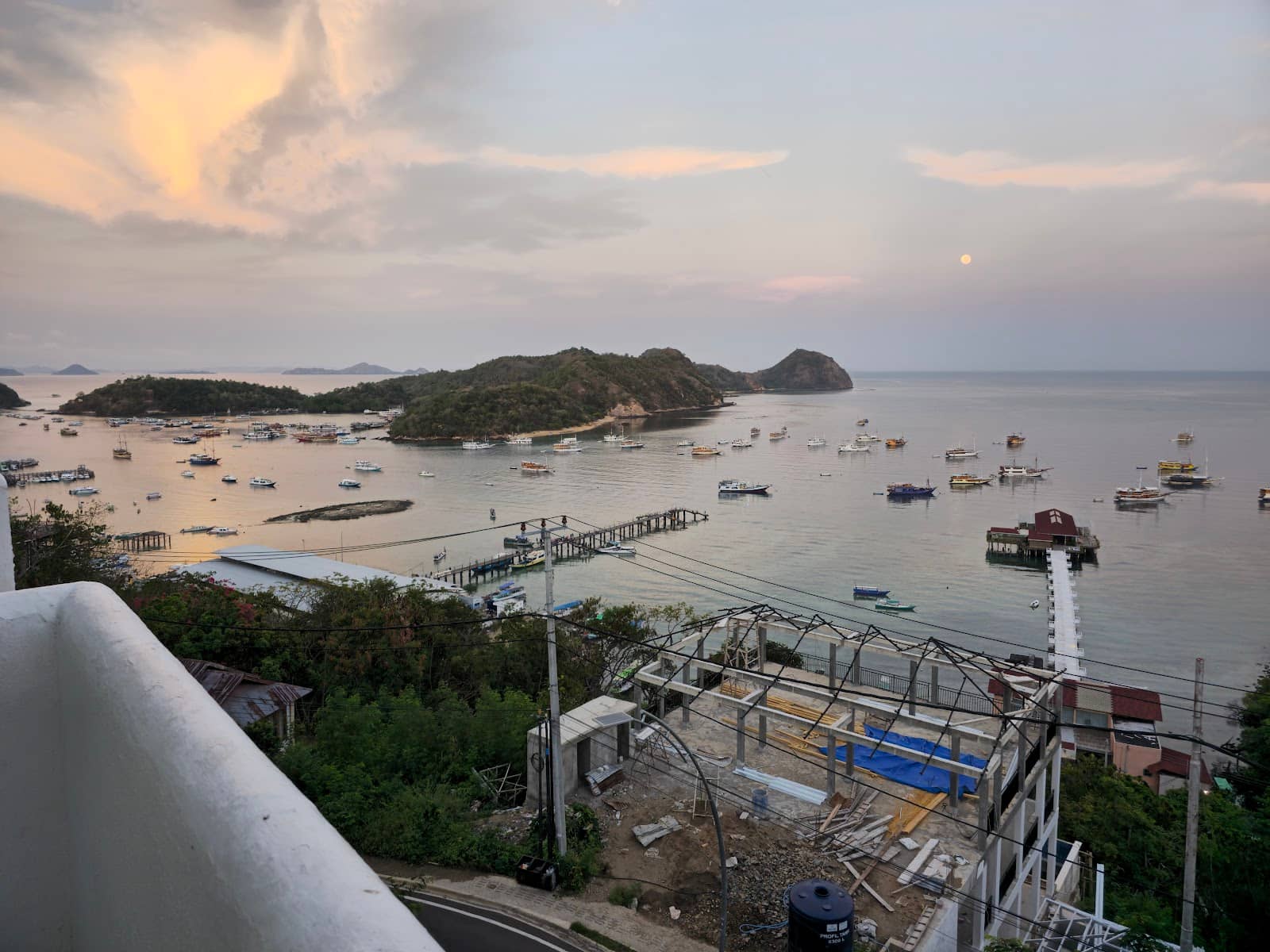 Komodo Island Dragons