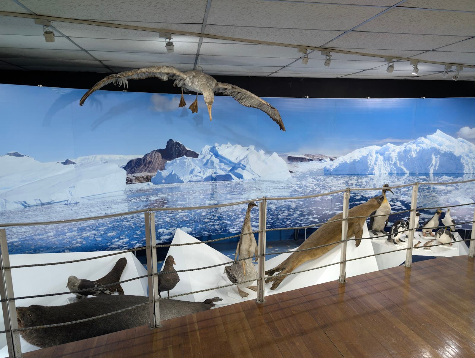 Museo Salesiano Maggiorino Borgatello - Image 1