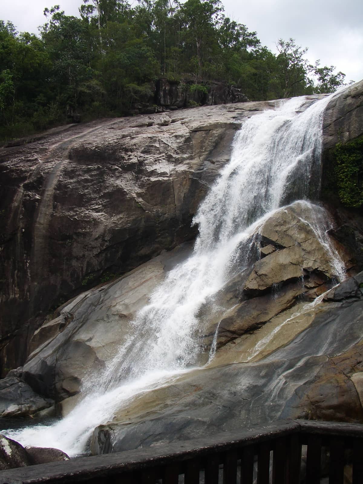 Victoria's Riflebird