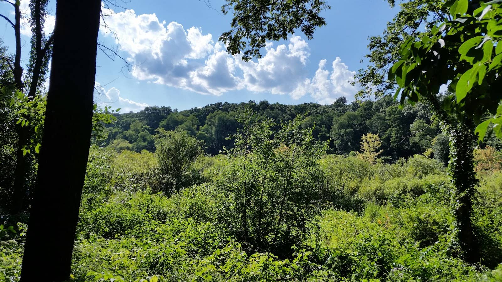 Seasonal Wildflowers