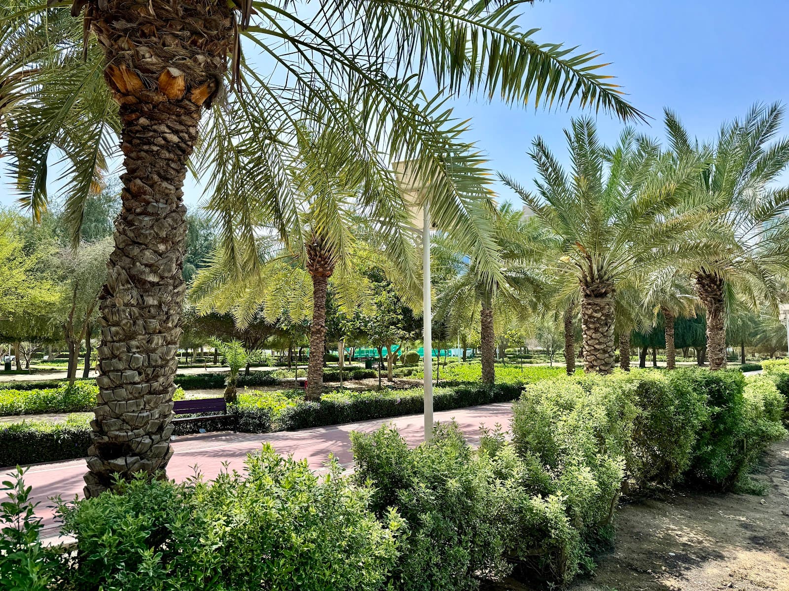 Al Gadaf Oasis - Image 1