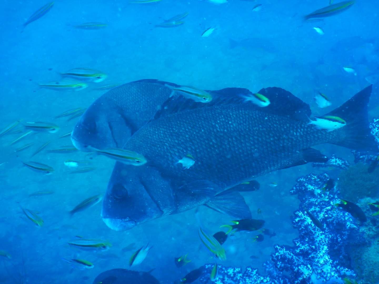 SS Yongala Wreck - Image 1