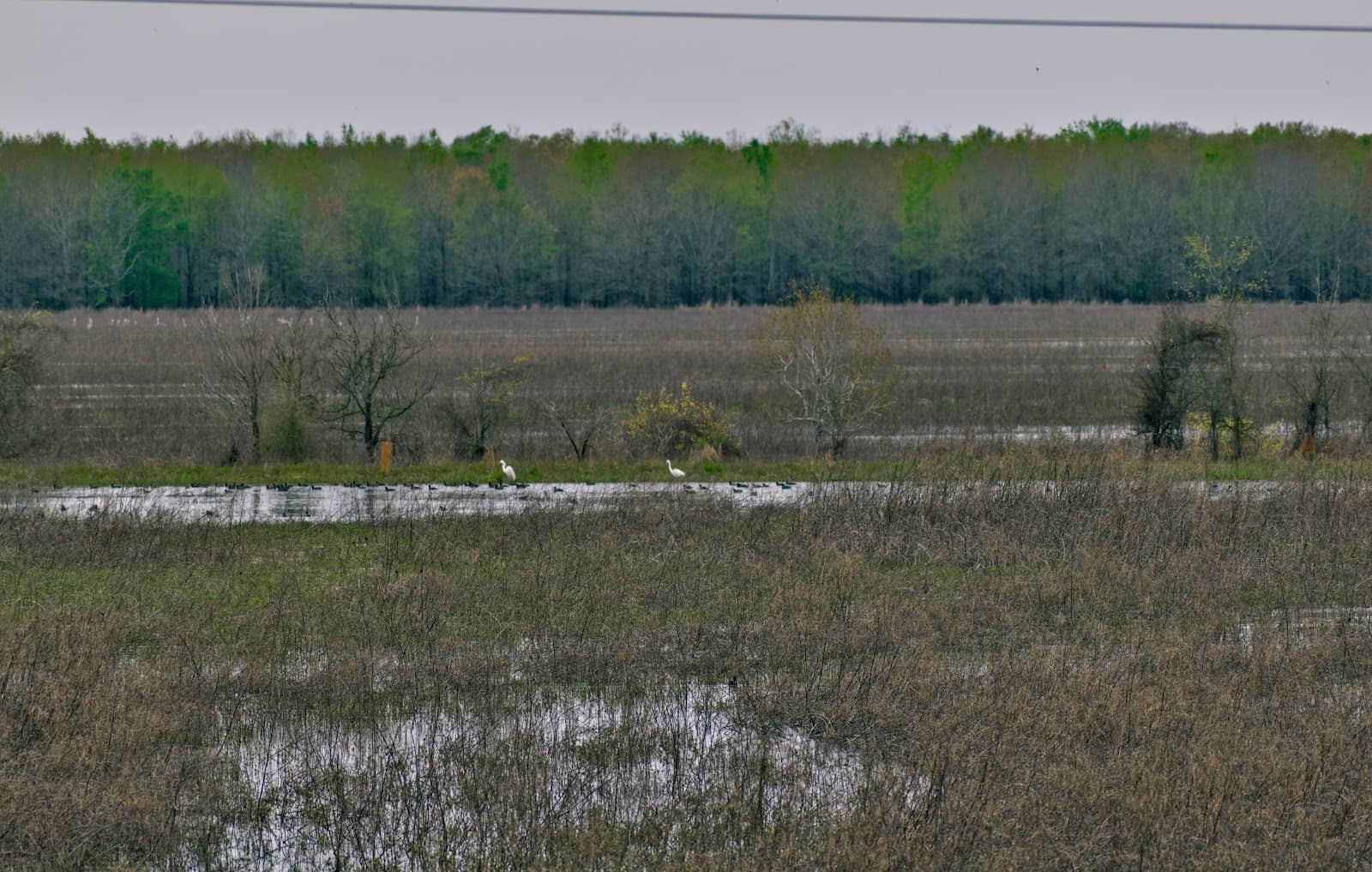 Wildlife Observation
