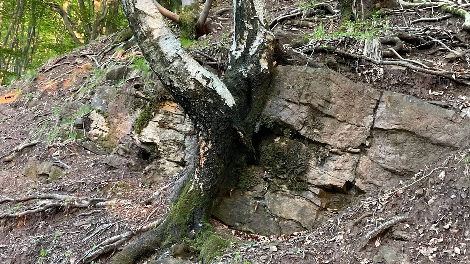 Fossil Hunting Trails