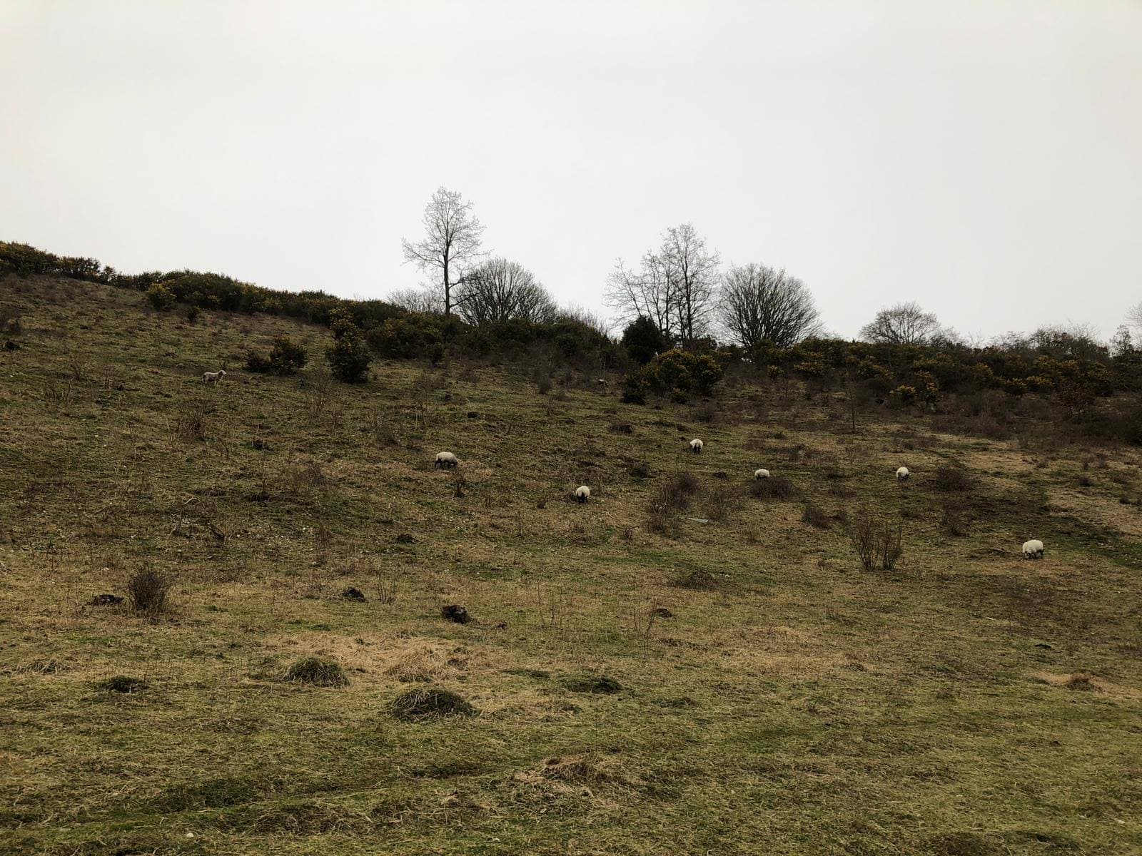 Wild Park - Image 1