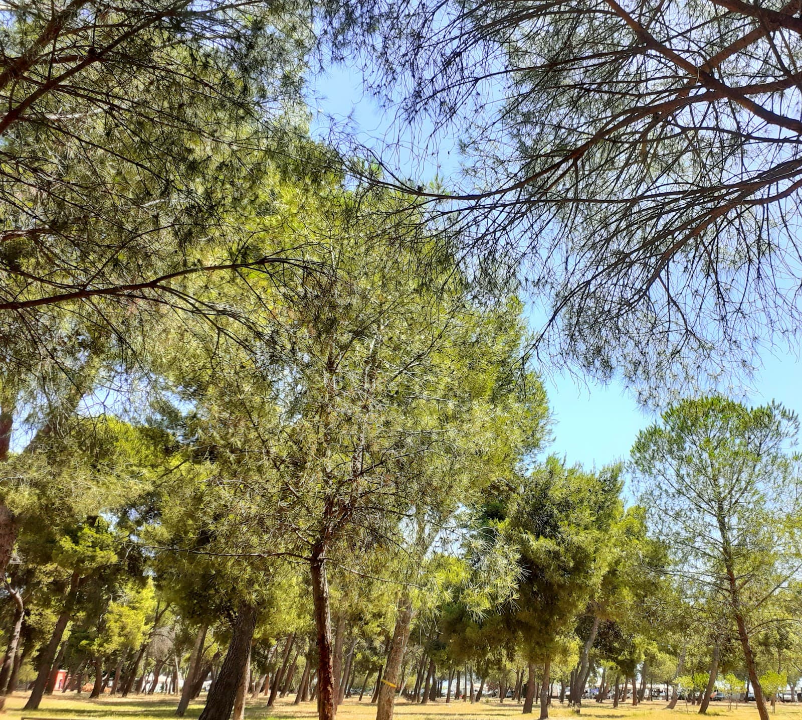 Pineta di Siponto - Image 1