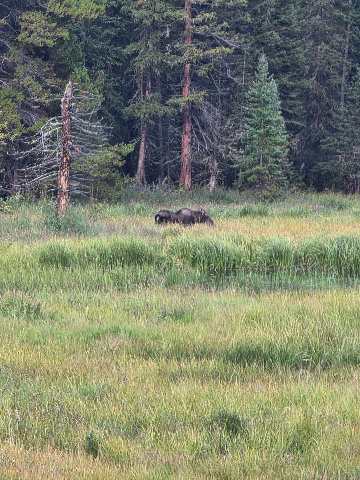 Genesee Park Bison Overlook Colorado - Image 1