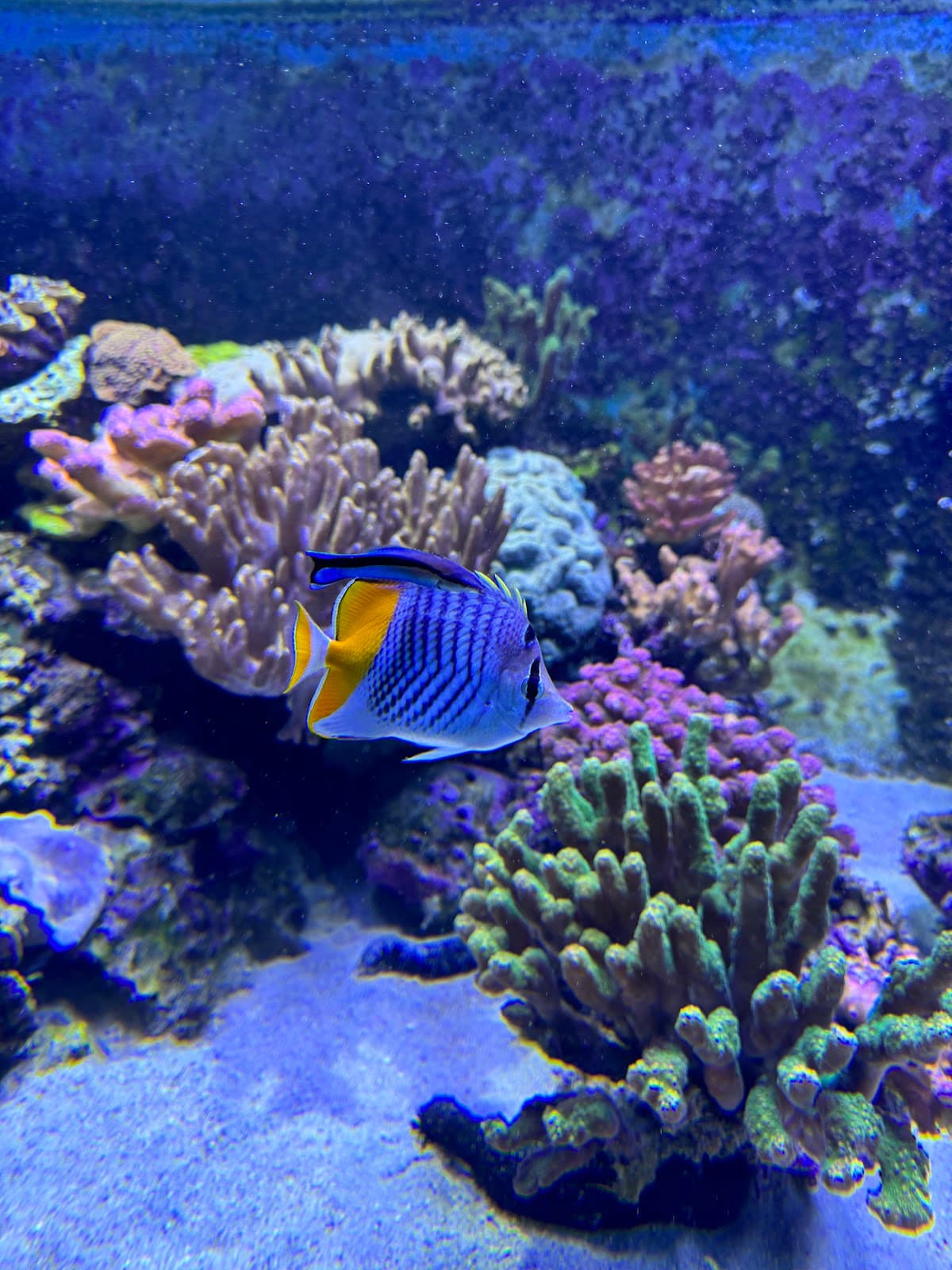 Aquarium of Réunion - Image 1