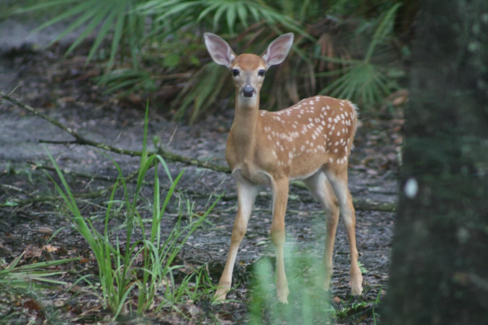 Brooker Creek Preserve - Image 1