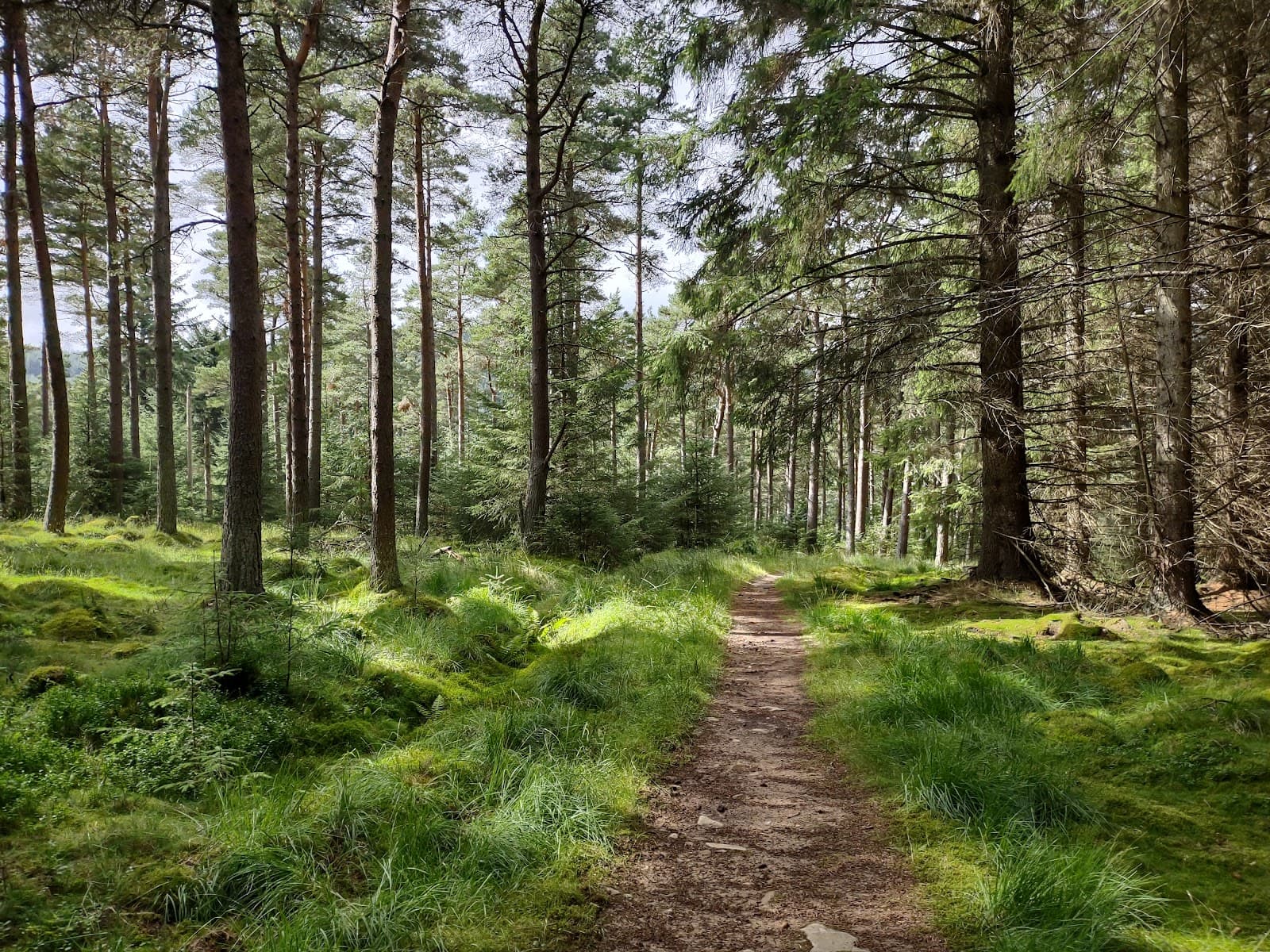 Cardrona Forest - Image 1