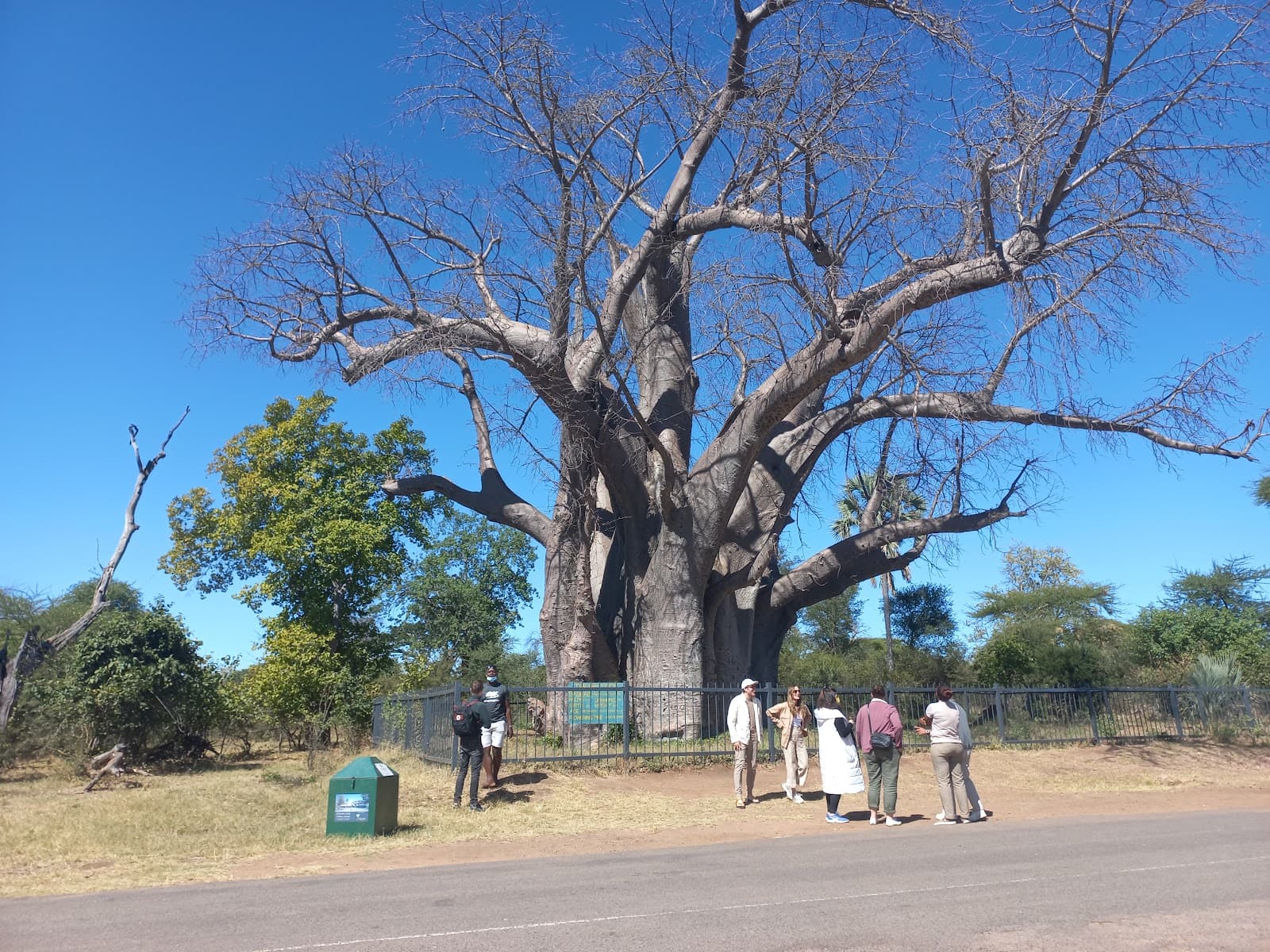 Big Tree Baobab - Image 1