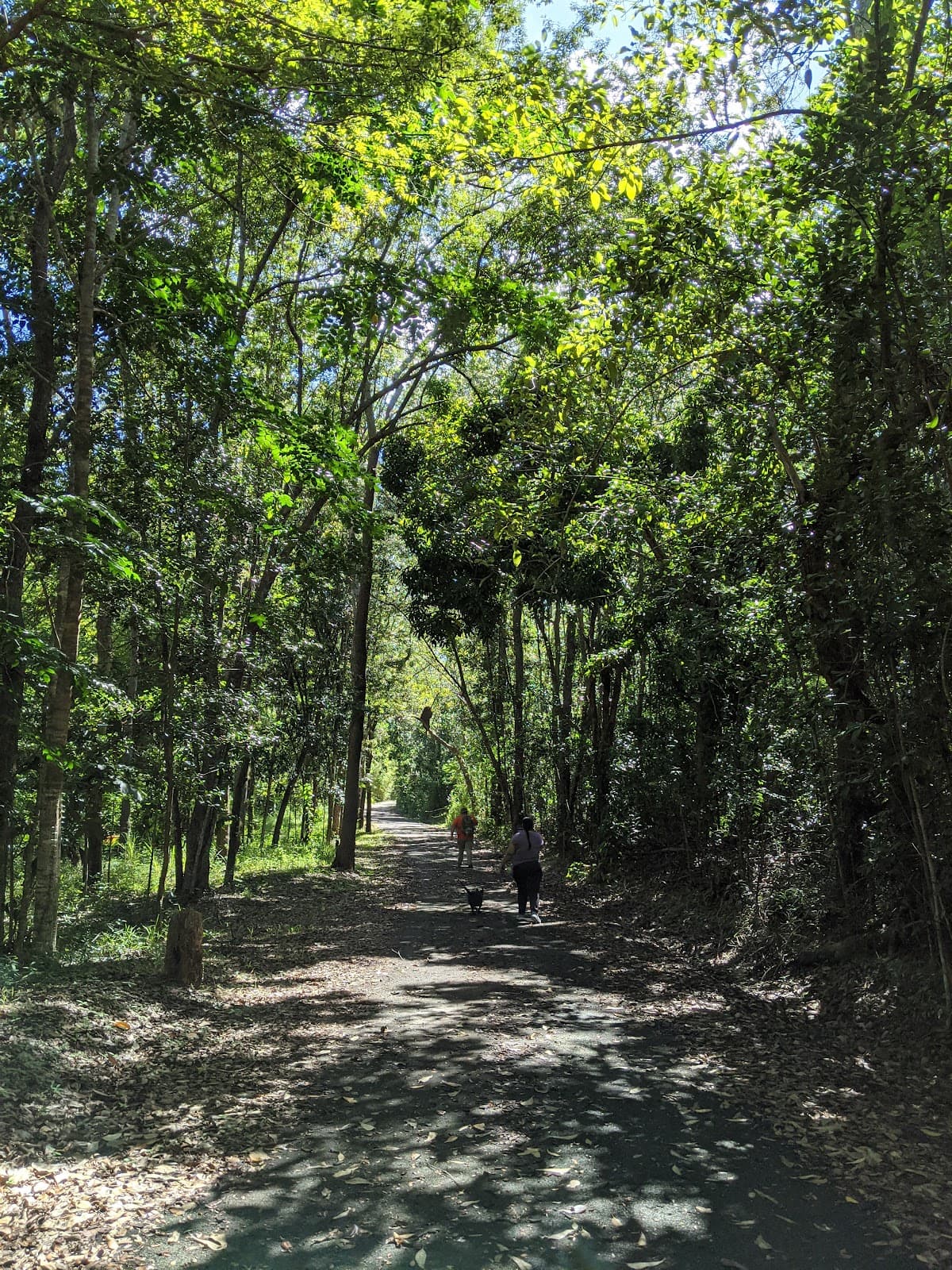Susúa State Forest Puerto Rico - Image 1