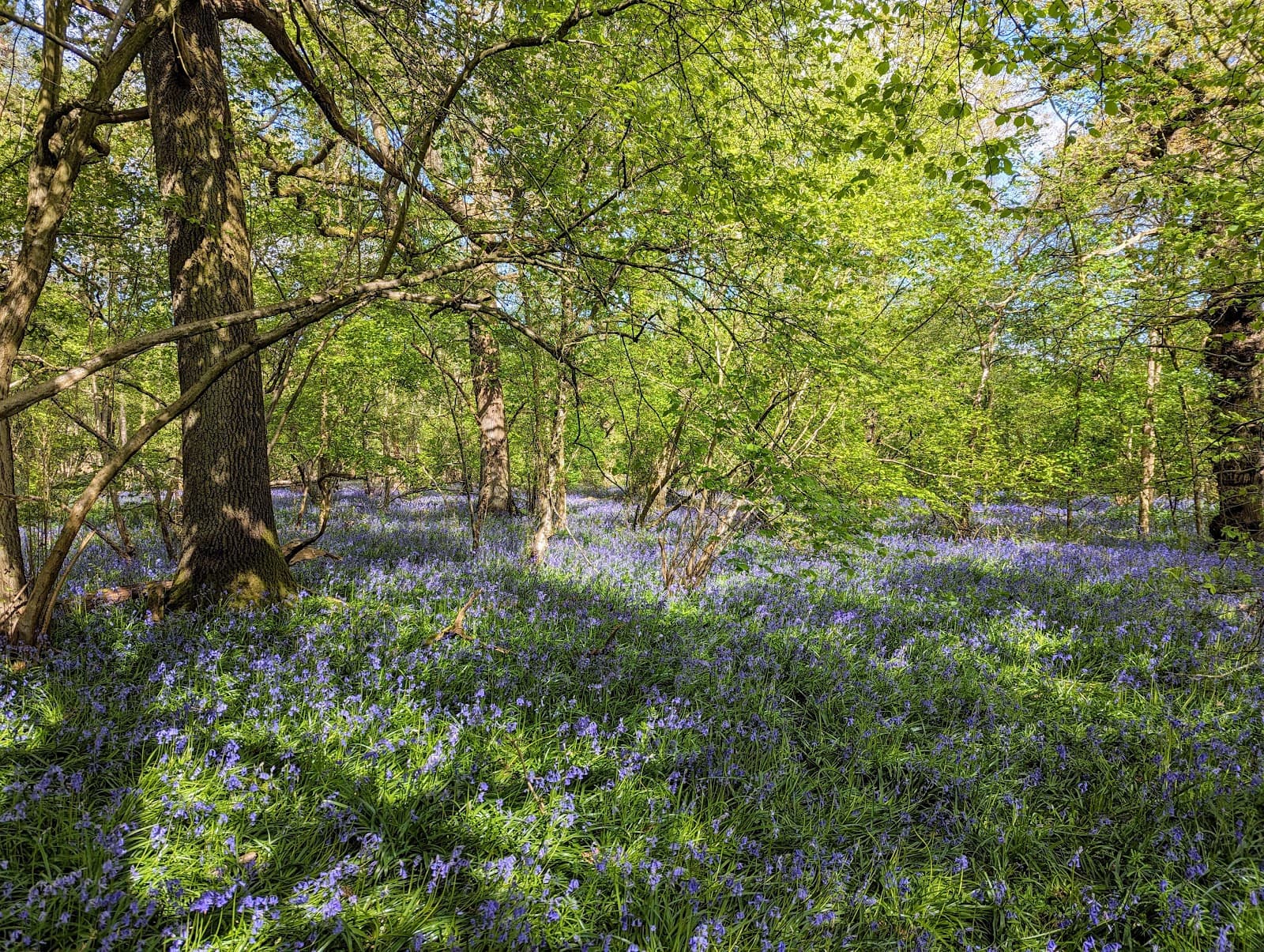Peacock Meadow (Jennett's Park) - Image 1