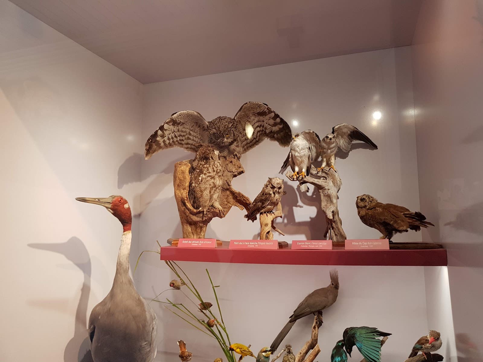 Muséum d'Histoire Naturelle Saint-Denis - Image 1