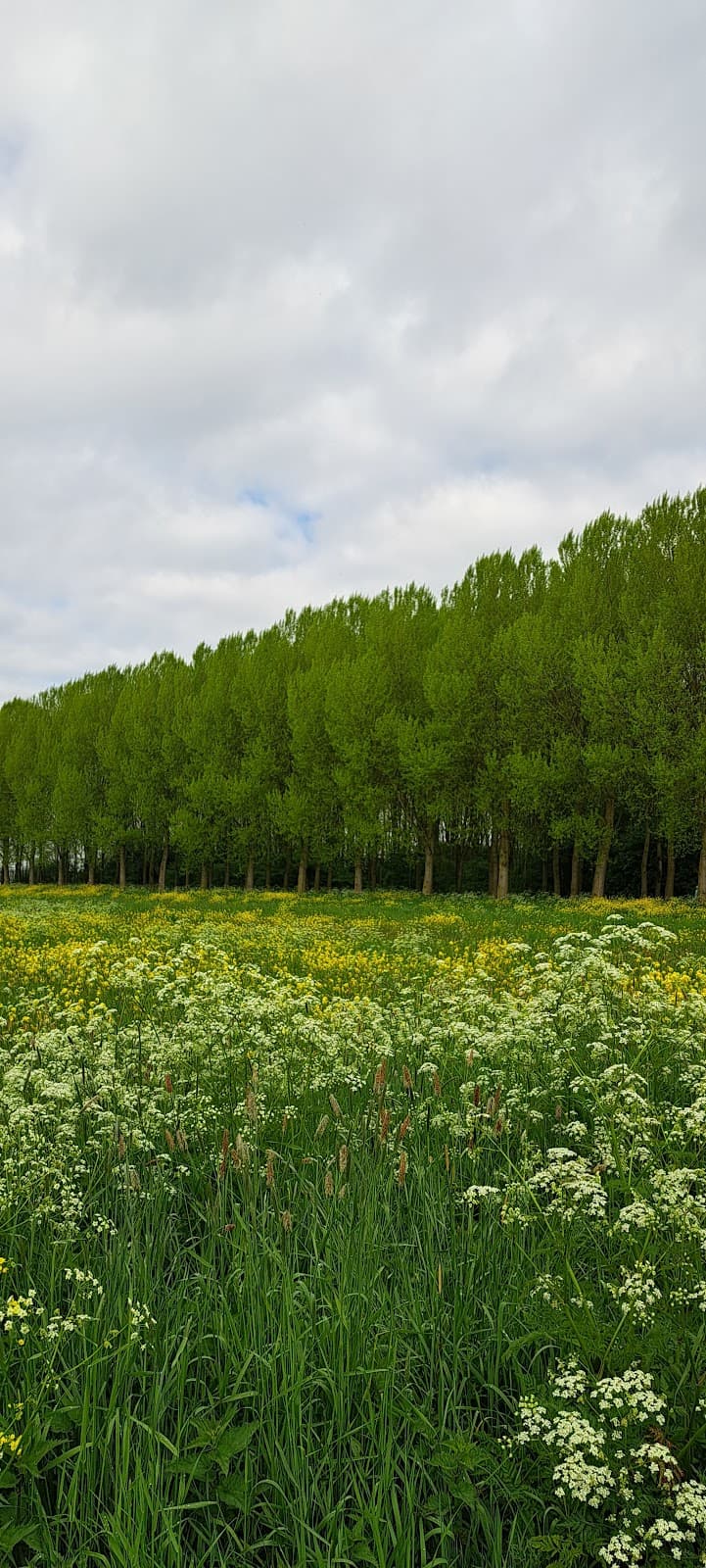 Bieslandse Bos - Image 1