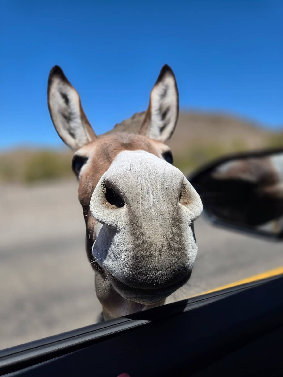 Historic Oatman Town