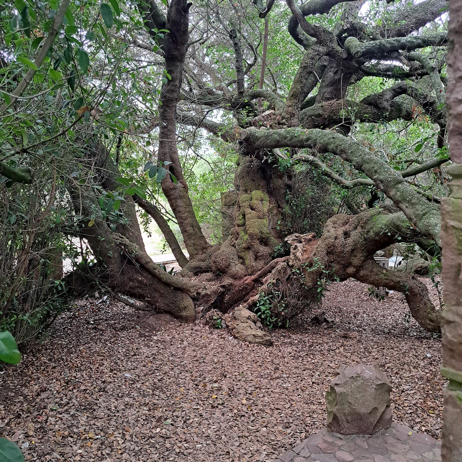 Post Office Tree - Image 1
