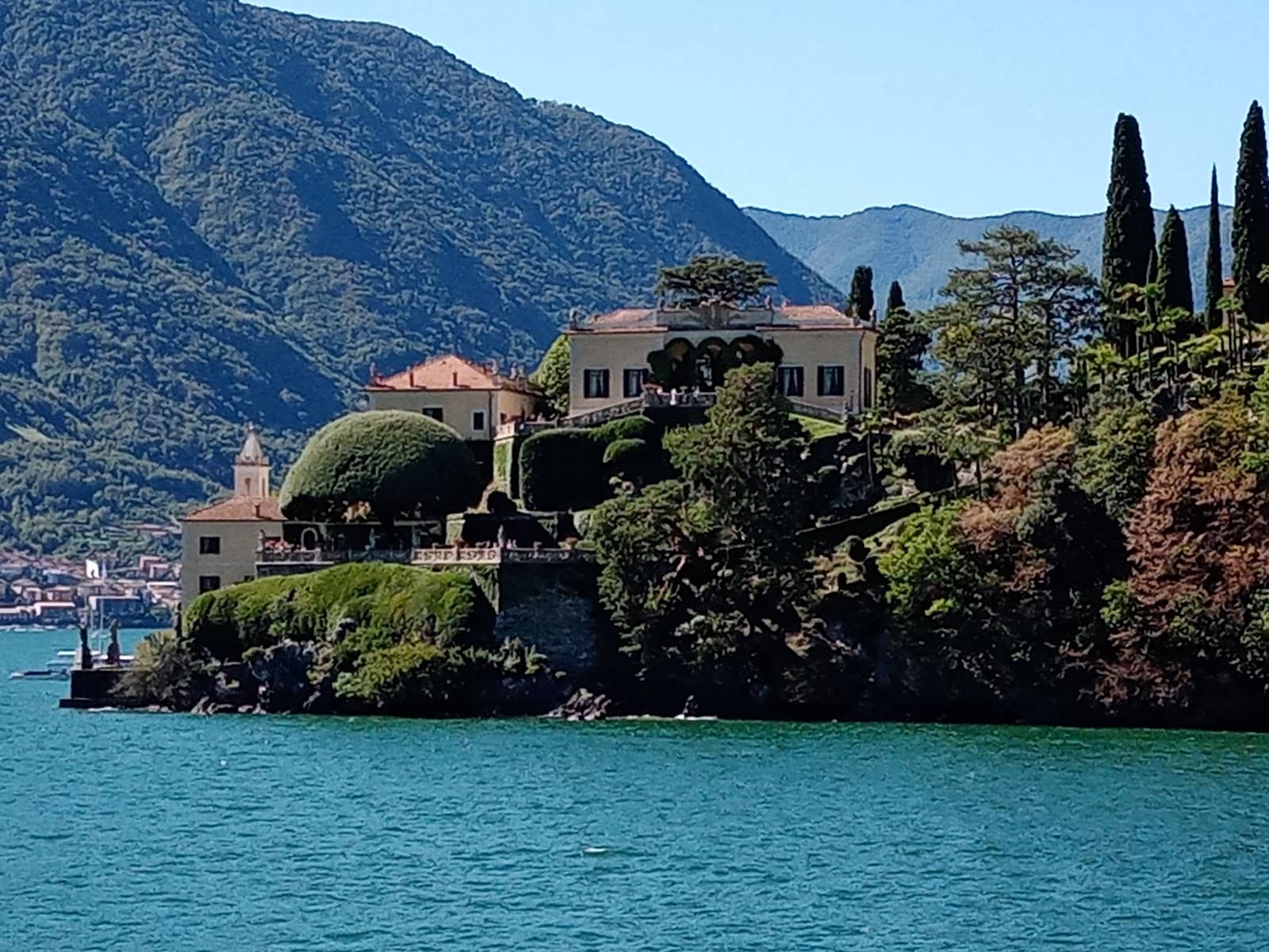 The 'Edward Scissorhands' Tree