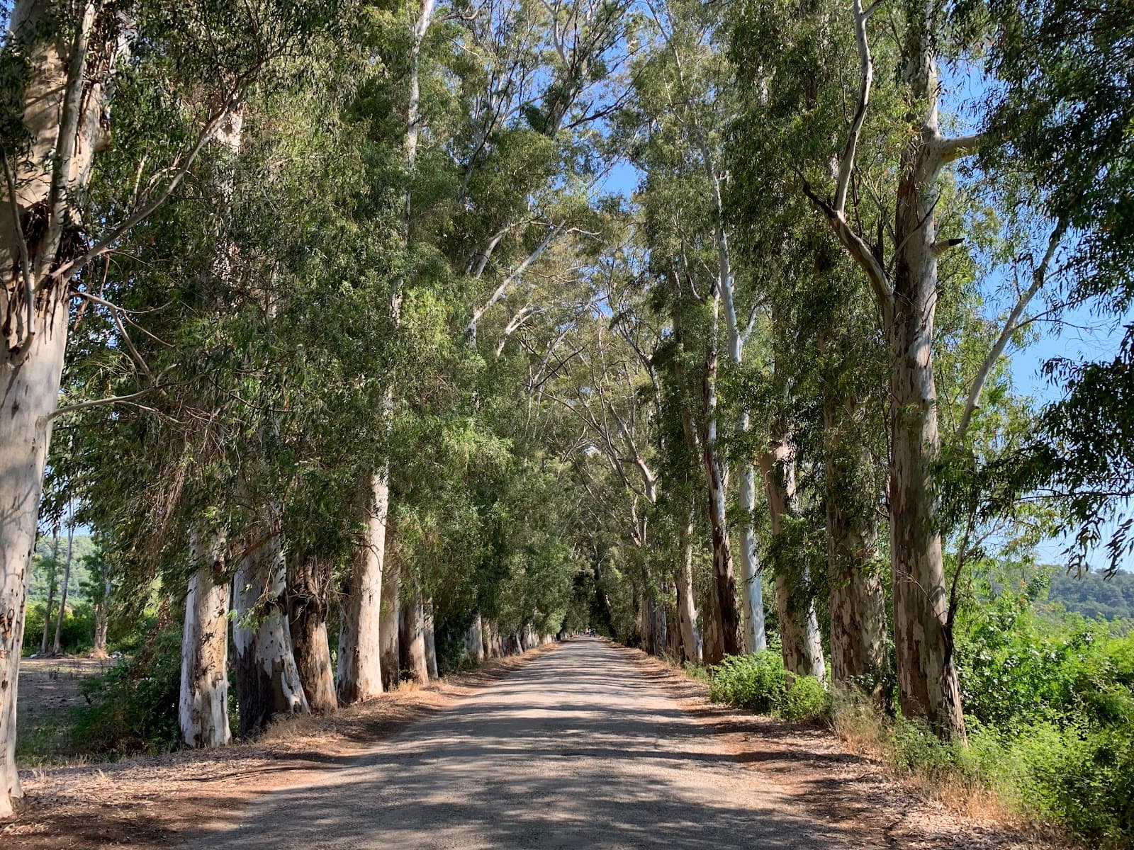 Akçapınar Eucalyptus Road - Image 1